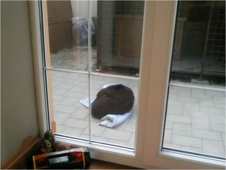 nas pes - vonku -15°C, buda zateplena ale treba si z nej vytihanut kabatik a spat na studenom kameni...