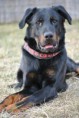 /album/fotogaleria/ares1-jpg/